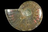 Red Flash Ammonite Fossil - Madagascar #151778-1